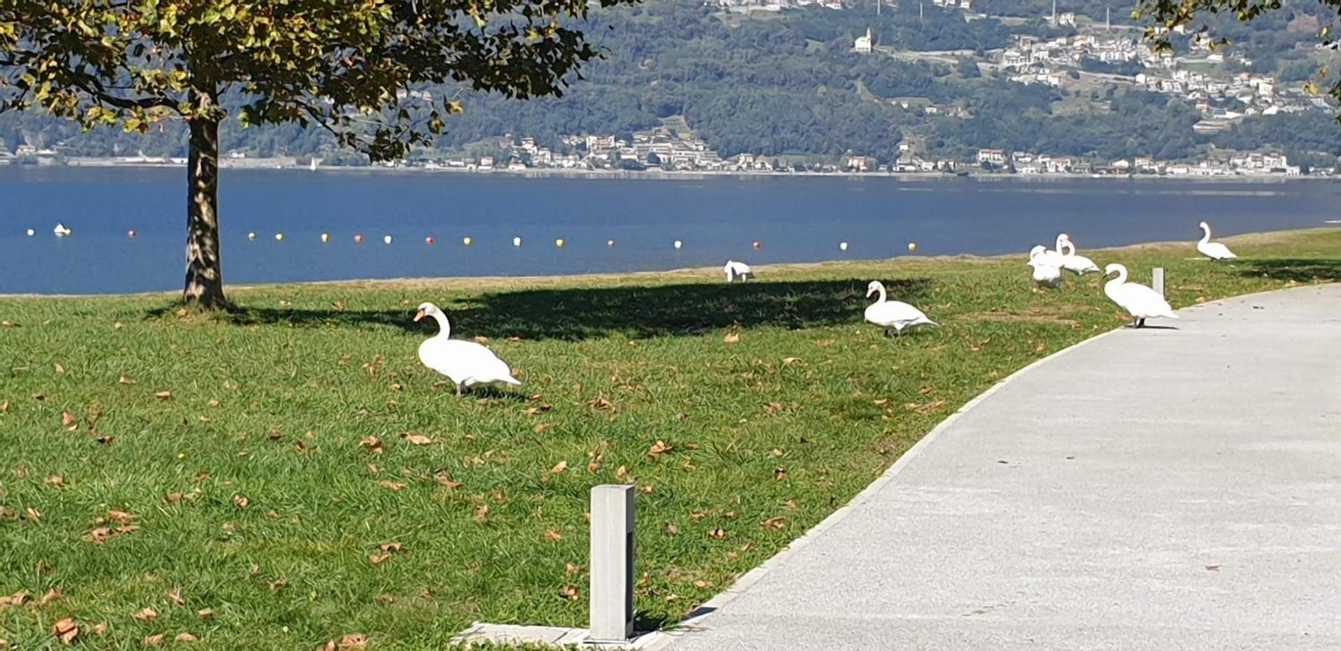 Villa Lago Foreground - Pet Friendly Stay- Garden-Parking-Lake View- Bike Friendly Holiday House Colico Εξωτερικό φωτογραφία