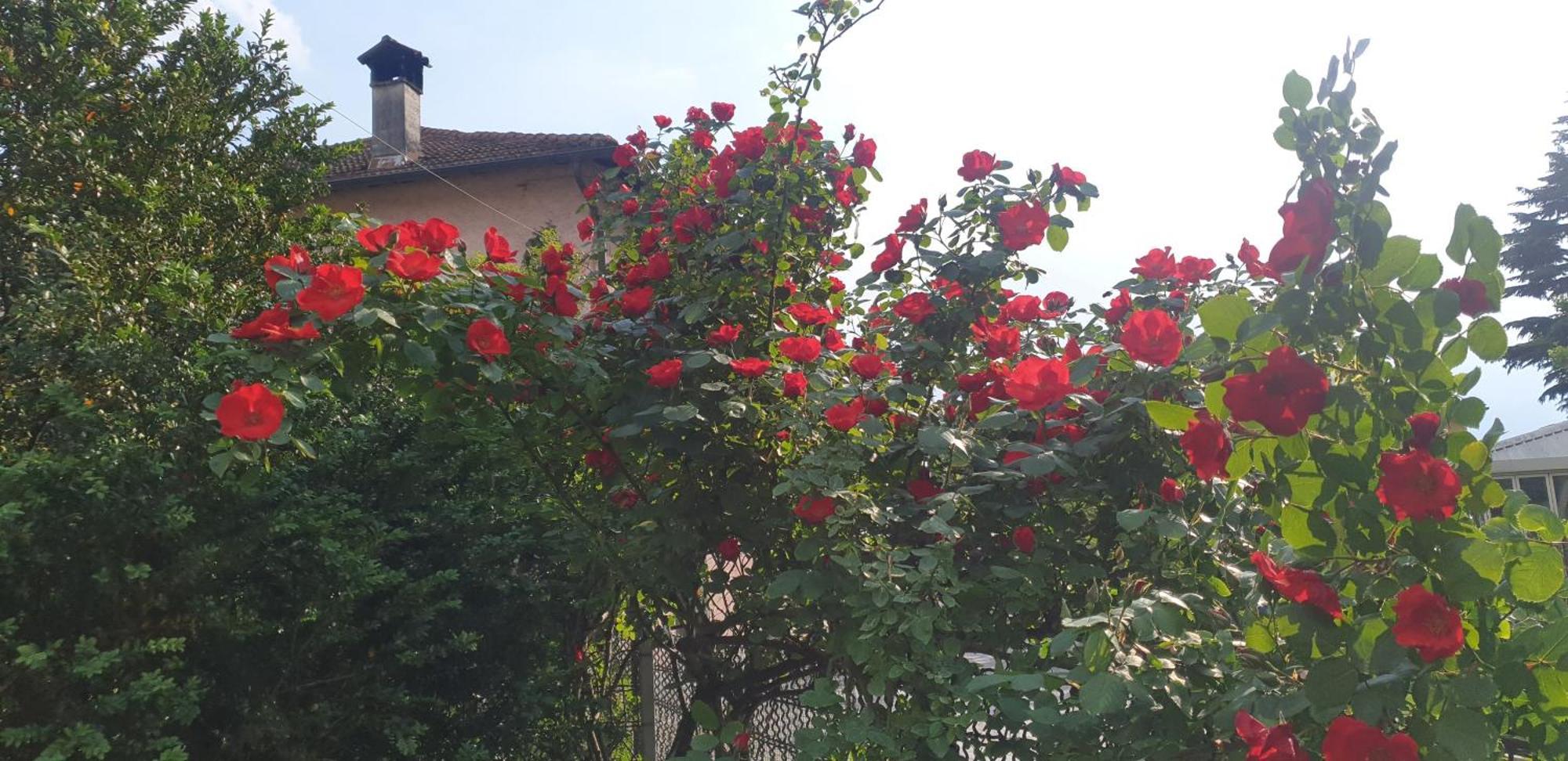 Villa Lago Foreground - Pet Friendly Stay- Garden-Parking-Lake View- Bike Friendly Holiday House Colico Εξωτερικό φωτογραφία